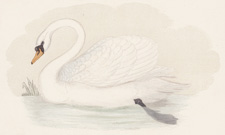 MUTE SWAN